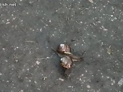 17 trample snail in park on Watchteencam.com