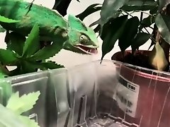 my veiled chameleon eating cricket on Watchteencam.com
